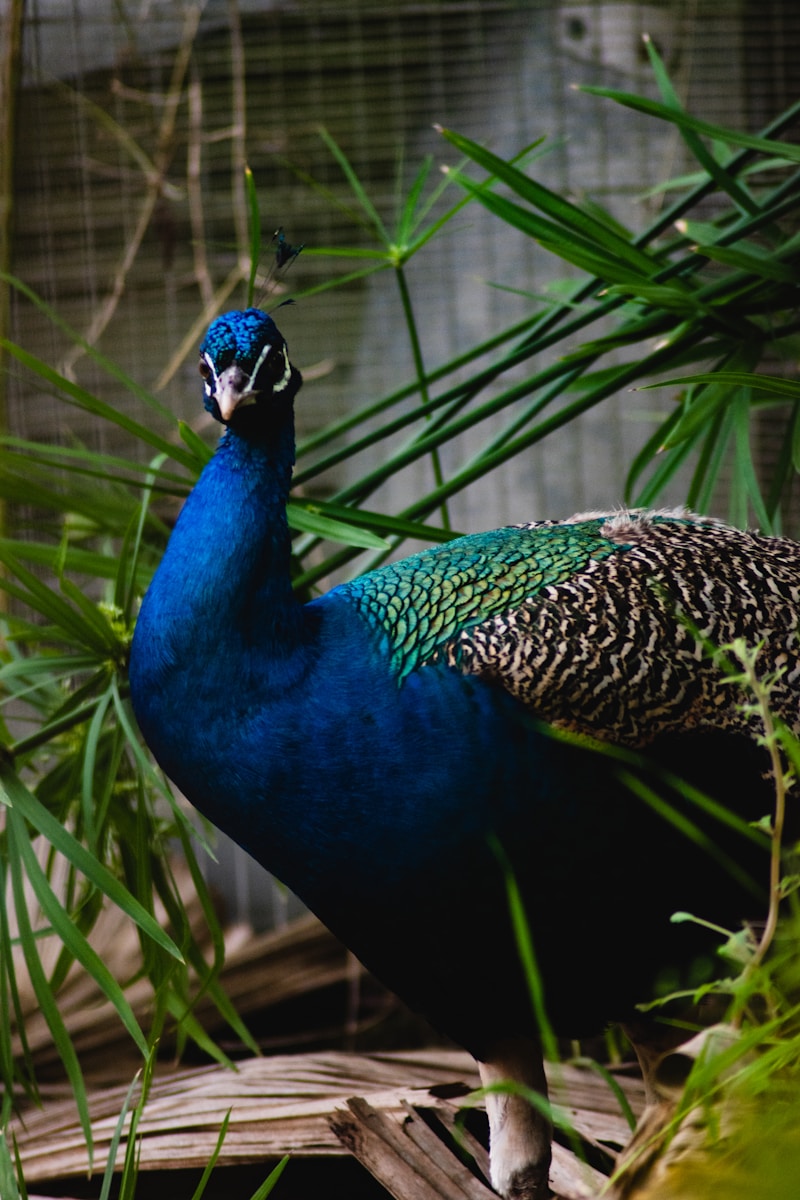 a blue and green bird is standing in the grass